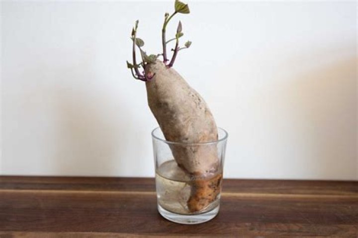 Will sweet potatoes float on water?