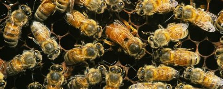 Would we starve without bees?