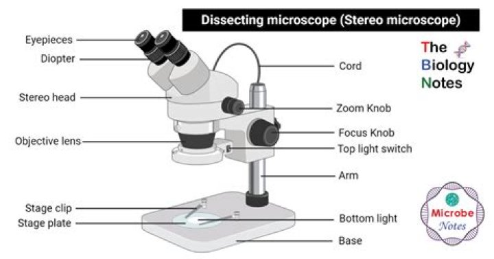 Would you use a dissecting microscope?
